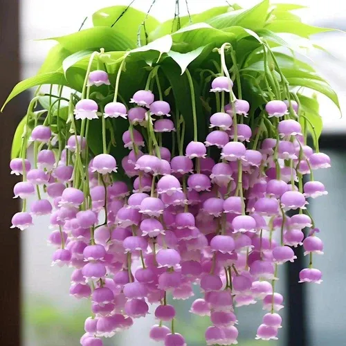 风铃花四季易活阳台庭院盆栽花卉植物花种子籽花籽垂吊常开花