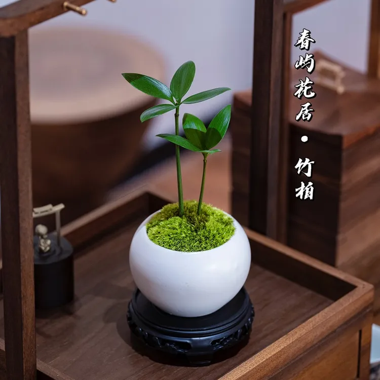 幸运四叶草竹柏苔藓微景观家里办公室茶桌面花卉绿植盆栽造型发货