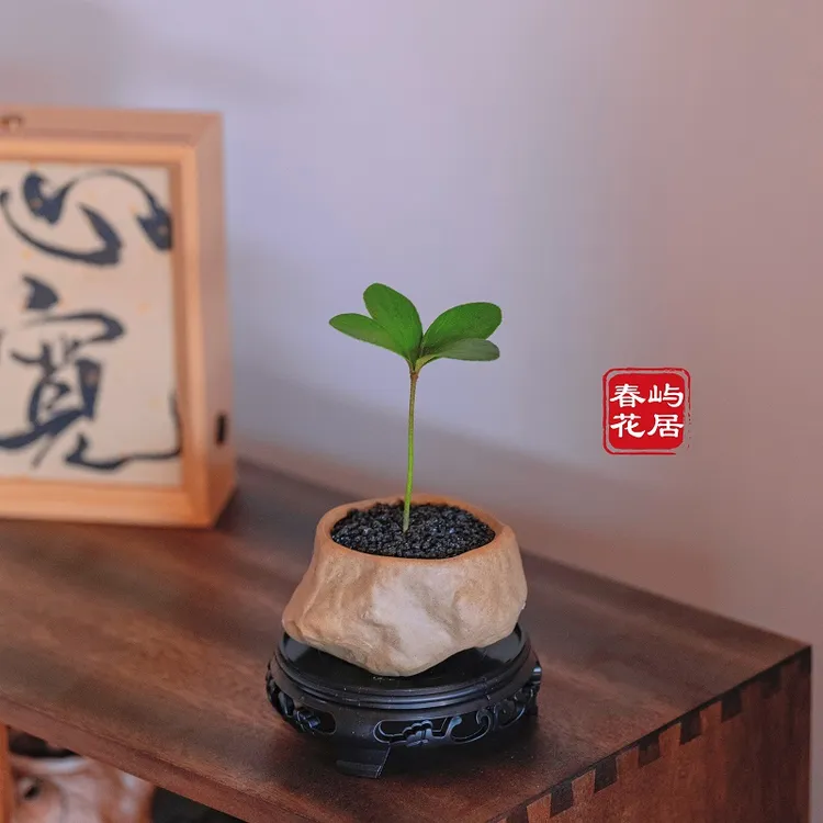幸运四叶草盆栽墨西哥铁树办公室桌面茶几绿植室内花卉好养小植物