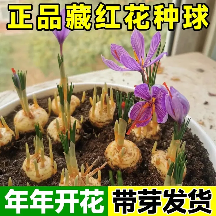 【藏红花种球】耐寒多年生球根花卉番红花种子阳台庭院盆栽观赏