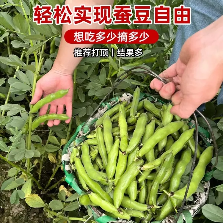 精选早熟蚕豆种子大粒甜豌豆农家荷兰豆高产大荚豆大田四季播种籽