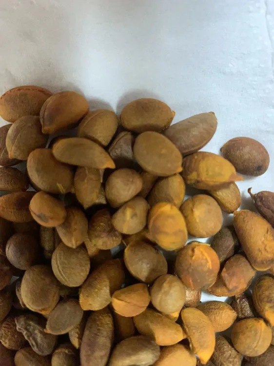 绿植盆栽老鸦柿种子 林木种子