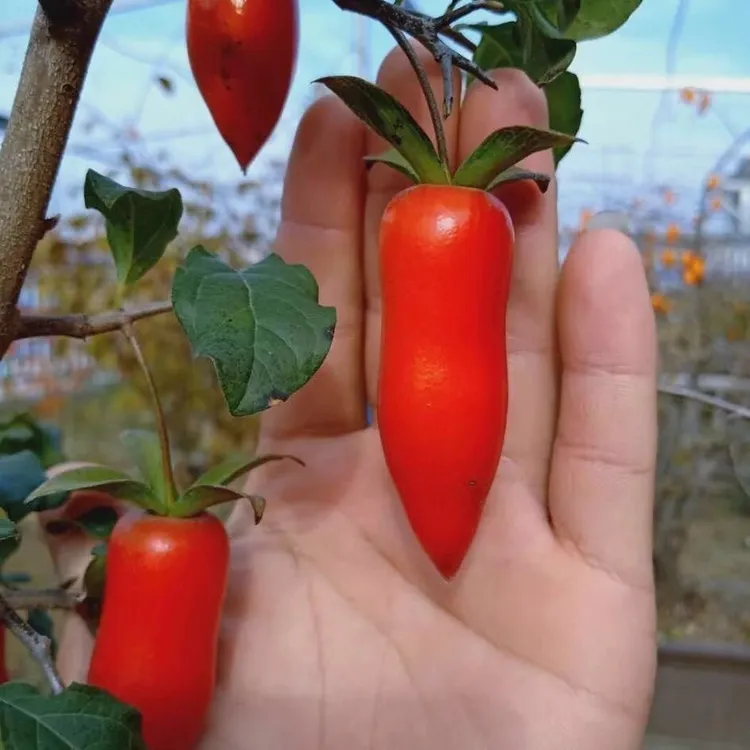 2号花卉种子老鸦柿果子品种种子梦之雫血红葫芦果 紫雪红 血红果