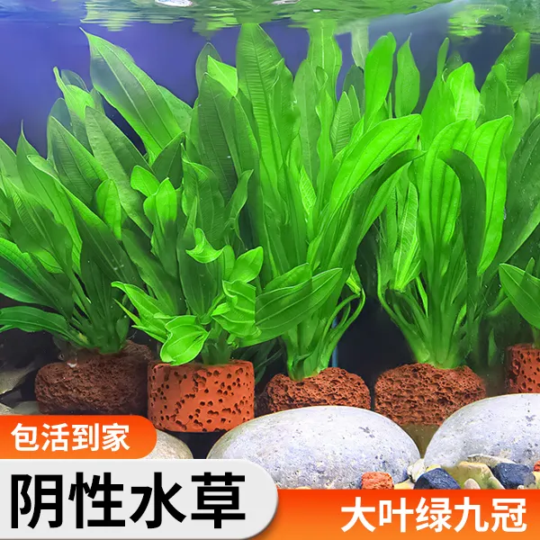 绿九冠水草鱼缸造景装饰活体阴性水草生态天然鱼缸植物沉底真水草