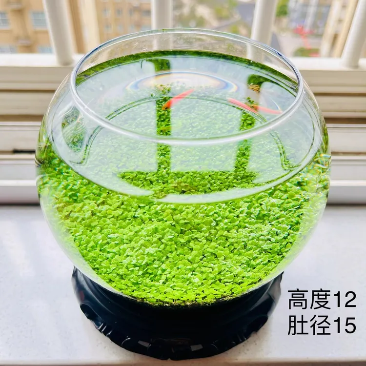 生态水草缸桌面微景观水培绿植造景家庭办公桌面创意水培摆件