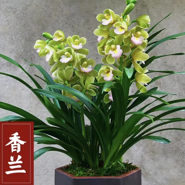 【香水香兰】带花苞正品老种糖果香型高档惠兰简约基地直销客厅室内