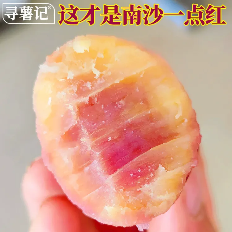 友晴天正宗广州南沙一点红番薯3/5斤紫心冰淇淋红薯农家自种蜜薯