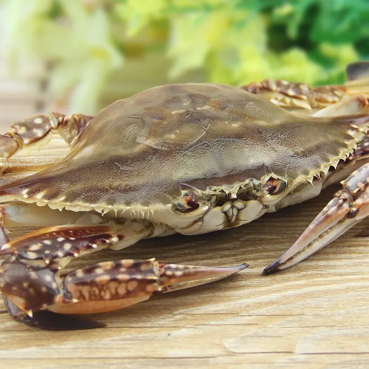 橱窗专拍【保鲜不保活】冷冻三角蟹一只2-3两一斤3-5只个别有公蟹 