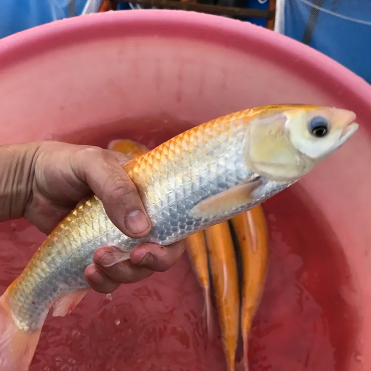 金丝草鱼 金草鱼 淡水食用鱼