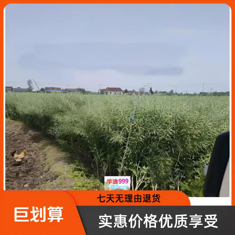 秋季播油菜种子华油999杂交品种抗寒抗倒矮杆高产大田油菜种子