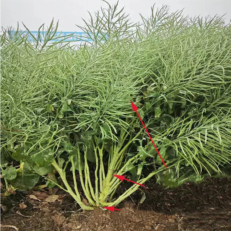 华油567优质油菜种花黄籽强分支矮杆抗倒好品种双抗早熟高产种子