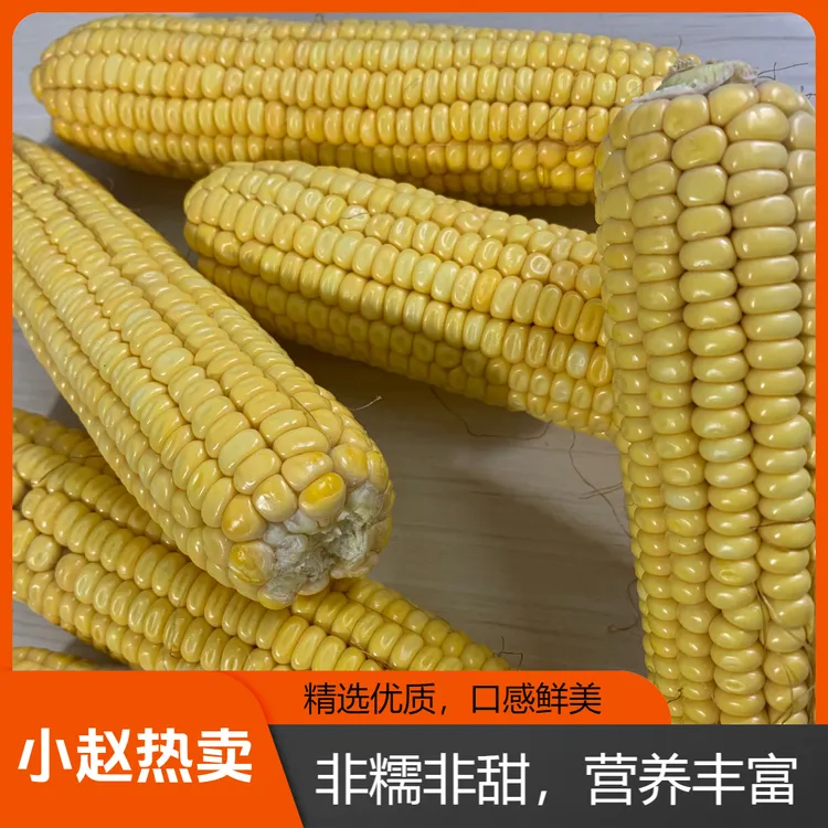新鲜传统老式笨玉米非甜非糯苞米棒子采摘带皮生玉米农家自种
