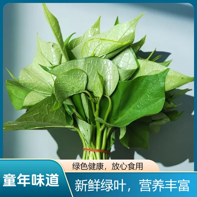 美味食叶型叶子红薯尖红苕尖地瓜叶食用番薯叶嫩芽新鲜薯叶尖凉拌
