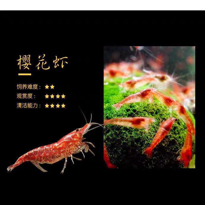 观赏樱花虾火焰虾红色观赏虾宠物虾活体鲜活除藻工具清理鱼缸虾