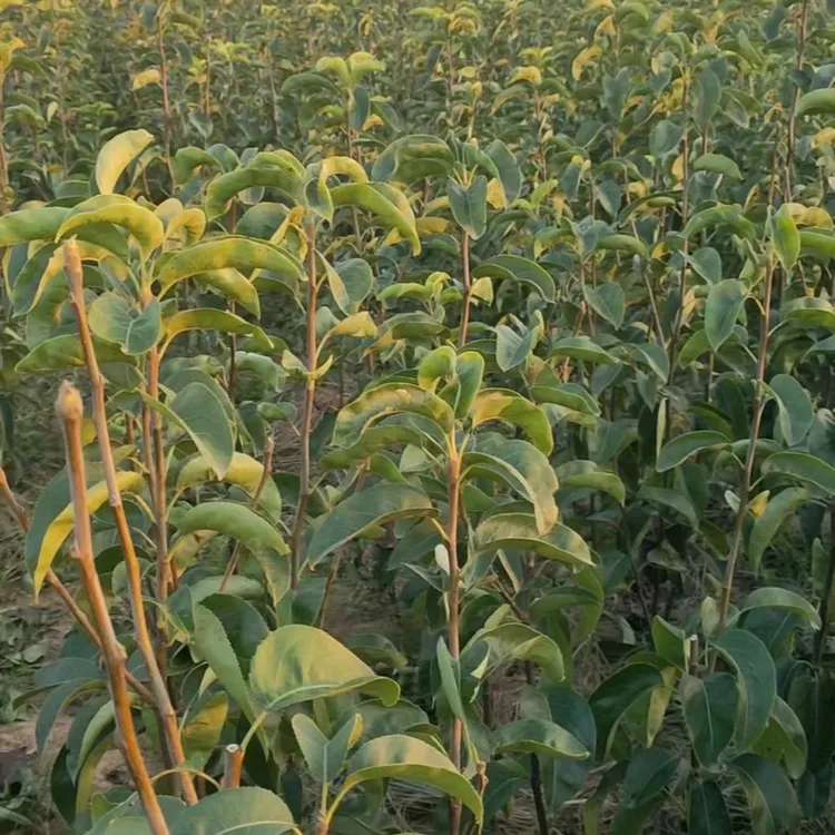 超月梨树苗同创造梨树苗新品种苗木南北方种植庭院栽种