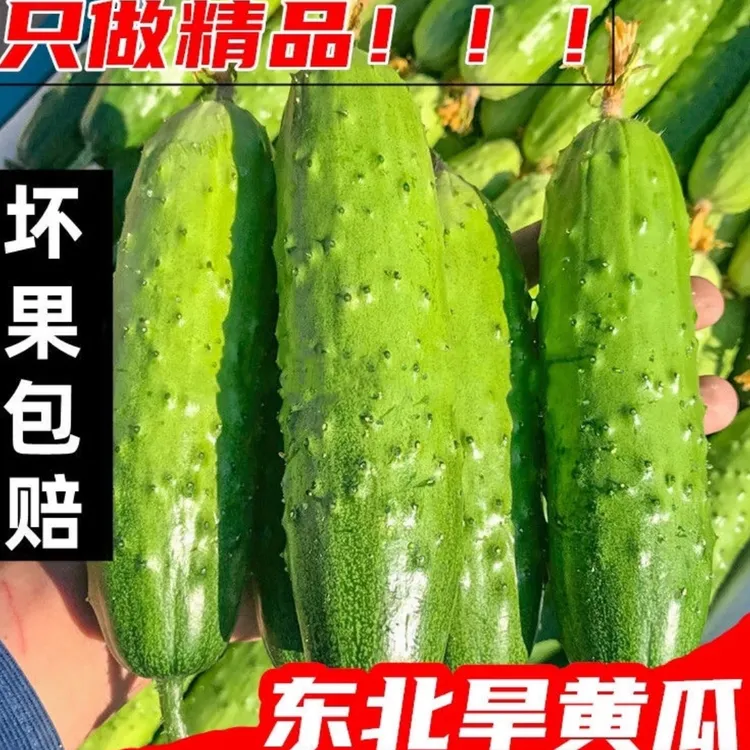 农家旱黄瓜5斤新鲜采摘发货
