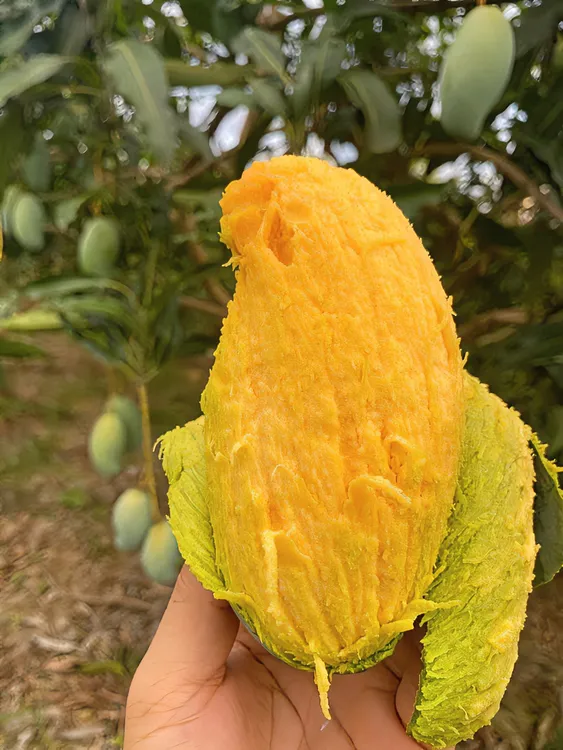 广西桂七芒果超甜芒果香芒百色芒果（南宁发）9斤新鲜产地直发包邮
