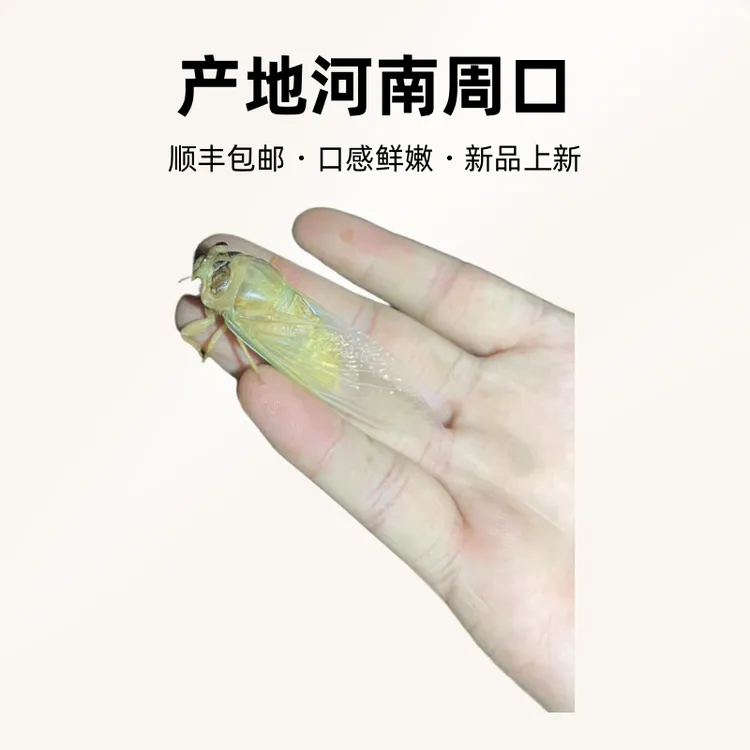 河南周口2025新鲜白蝉知了猴鲜嫩 100只 200只顺丰包邮