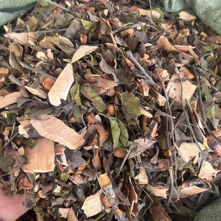 黄皮/黄牛木/酸杨桃寄生 广东道地精选无添加野树寄生 去伙 