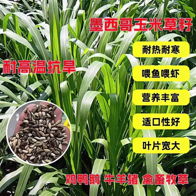 鲜嫩墨西哥玉米草牧草种子养殖牛羊鱼猪兔鹅等南方高产牧草籽春播