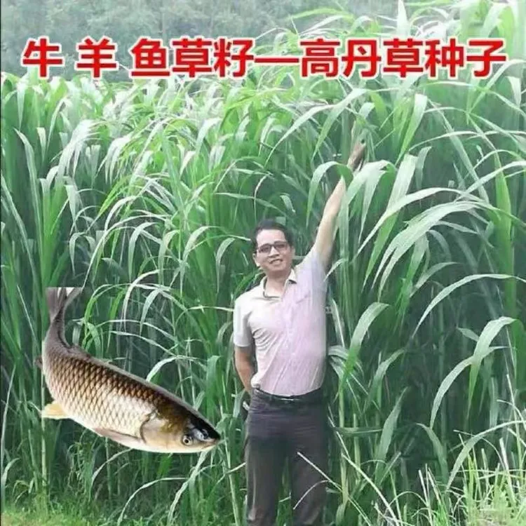 高丹草种子四季收割再生高产型耐旱养牛羊首选喂鸡鹅猪草草籽高产