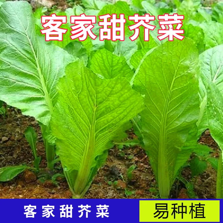 【广东客家甜芥菜】菜园叶子菜阳台大叶菜盆栽蔬菜种原装客家甜芥菜