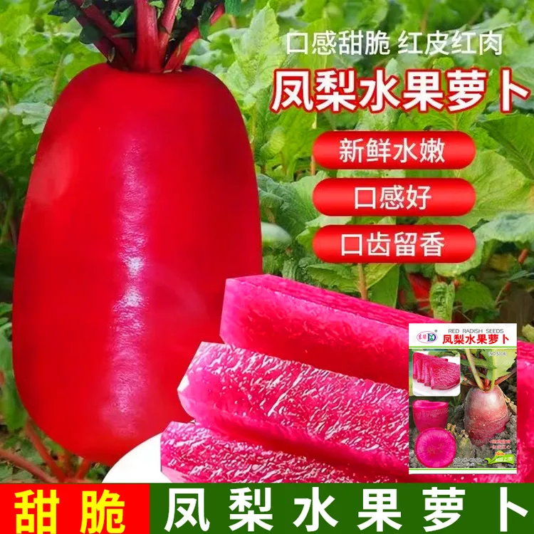 【新种上市】凤梨水果萝卜种子沙窝萝卜种籽红心四季蔬菜萝卜新鲜