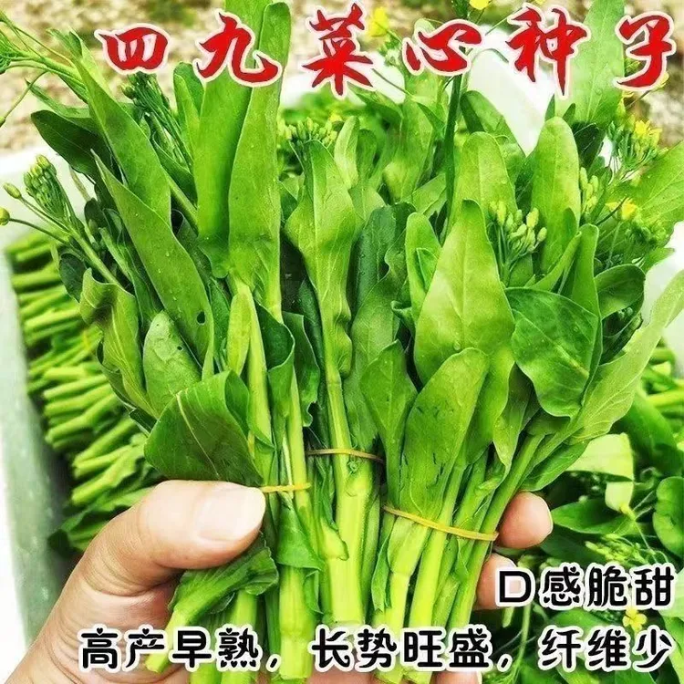 广东四九菜心种子25天速生甜菜心菜苔籽四季种耐热耐高温蔬菜种子