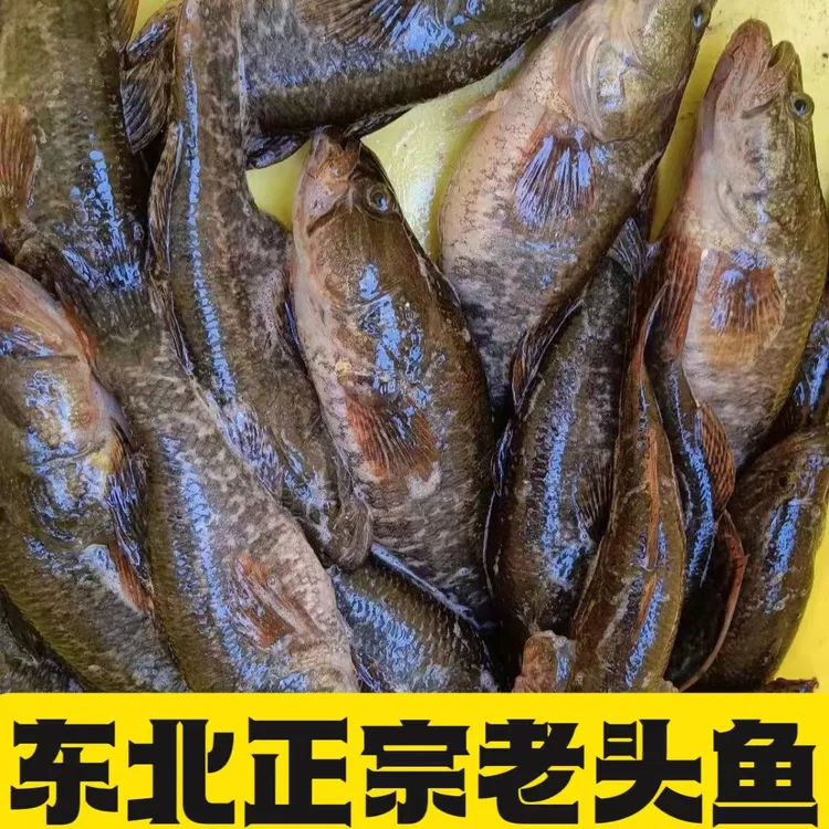 东北特产 野老头鱼 鲜活速冻发货