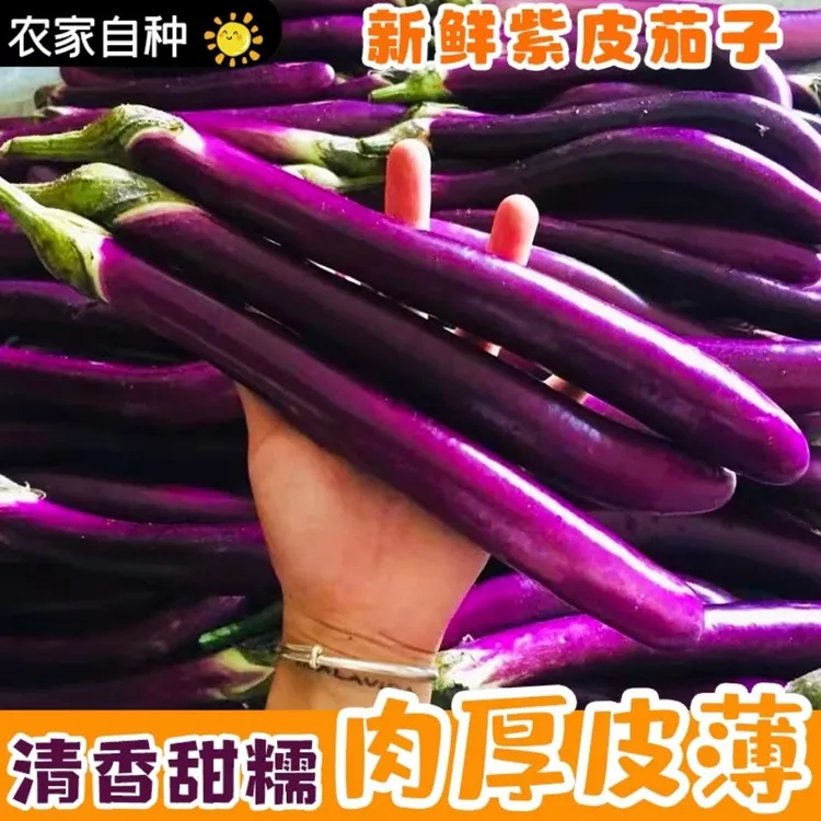 闽南新鲜细茄子皮薄肉嫩农家自种3斤5斤新鲜蔬菜现摘现发农家种植