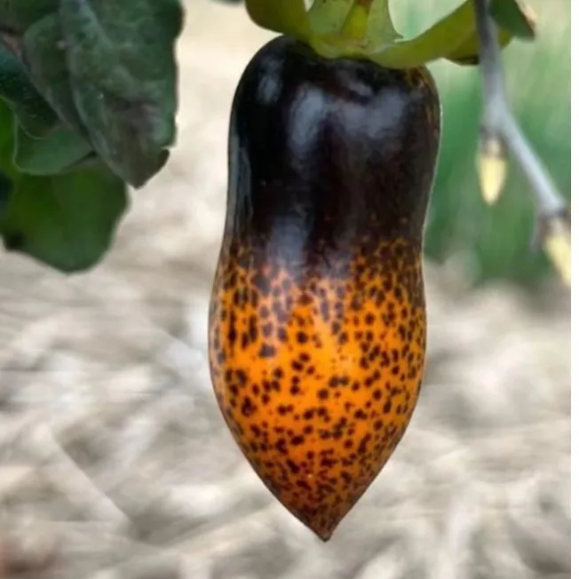 老鸦柿原生扦插品种苗黑豹嫁接苗二乔瑰宝大长今青虹九月红三界