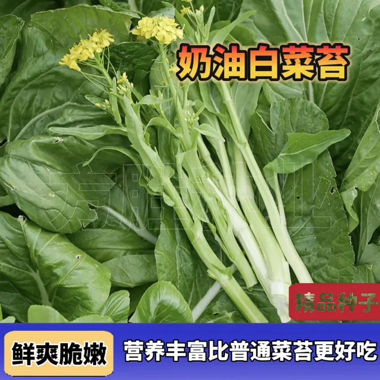 奶油白菜苔种子 当季新种菜心大田庭院阳台盆栽四季蔬菜种籽