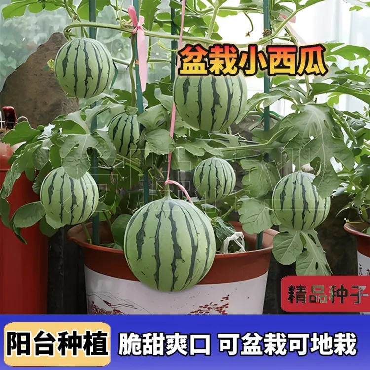 盆栽小西瓜种子 当季新种麒麟西瓜籽阳台水果种子四季播种基地