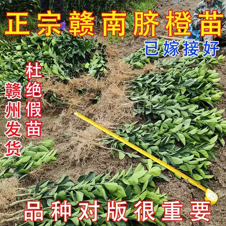 搭配版正宗江西赣南脐橙苗纽荷尔卡拉红肉橙子裸根嫁接苗耐旱耐寒