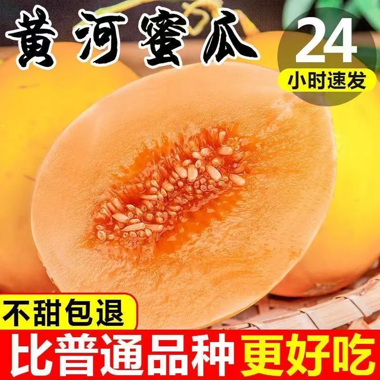 爆甜红肉黄河蜜瓜黄金蜜瓜金甜瓜脆瓜香甜现摘脆爽鲜嫩