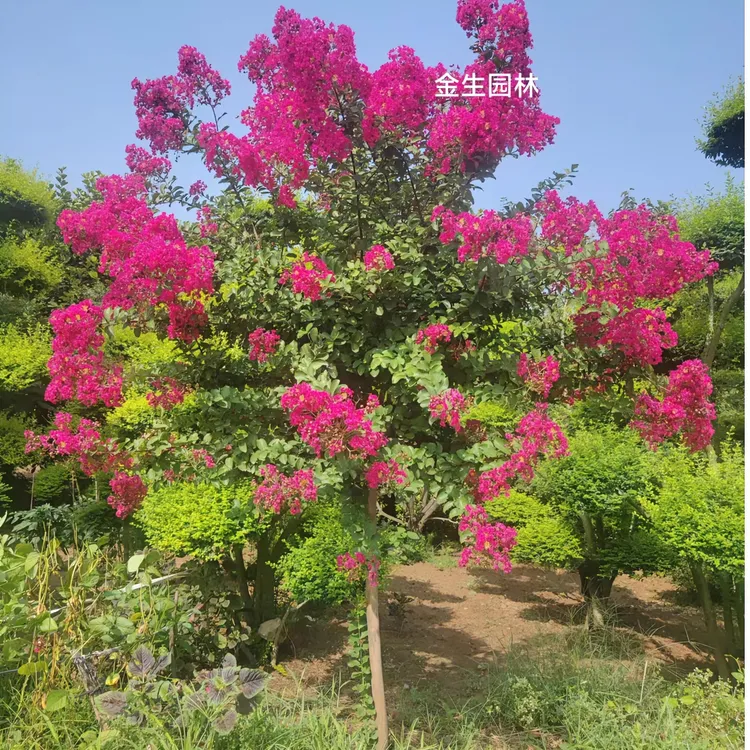 精品紫薇花树苗美国红火箭庭院绿化天鹅绒老桩红火球盆栽百日红花