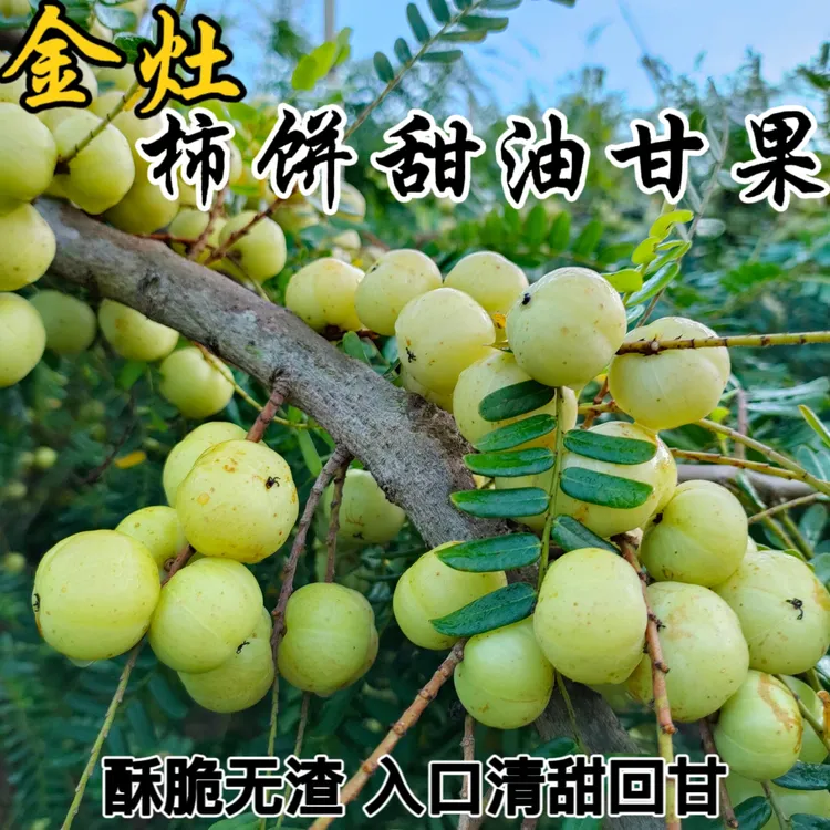 金灶老树枞本地高山崩坎种油甘酥脆清甘饼甜油甘果1斤装