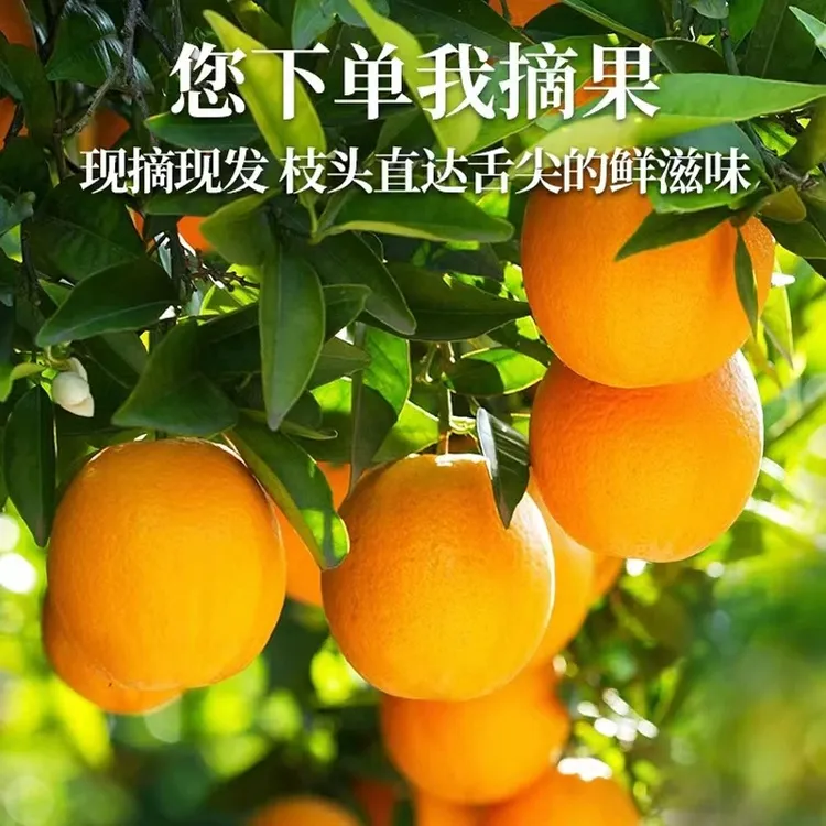 小助理的最爱【正宗富川脐橙】广西脐橙箱装水果当季新鲜果园现摘香甜多汁橙子