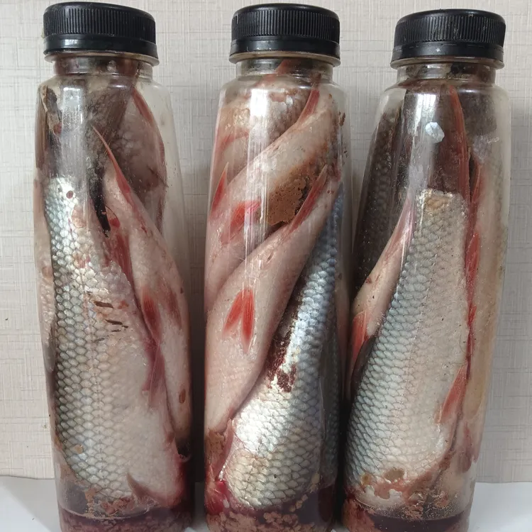 大条臭鱼新鲜鲮鱼发酵饵主攻大口鲶鱼【上午九点发货】一瓶5一7条