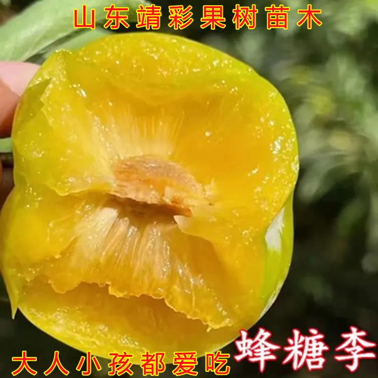 李子苗 蜂糖李子苗 南北方种植嫁接好品种黄金奈李子西梅李子树苗