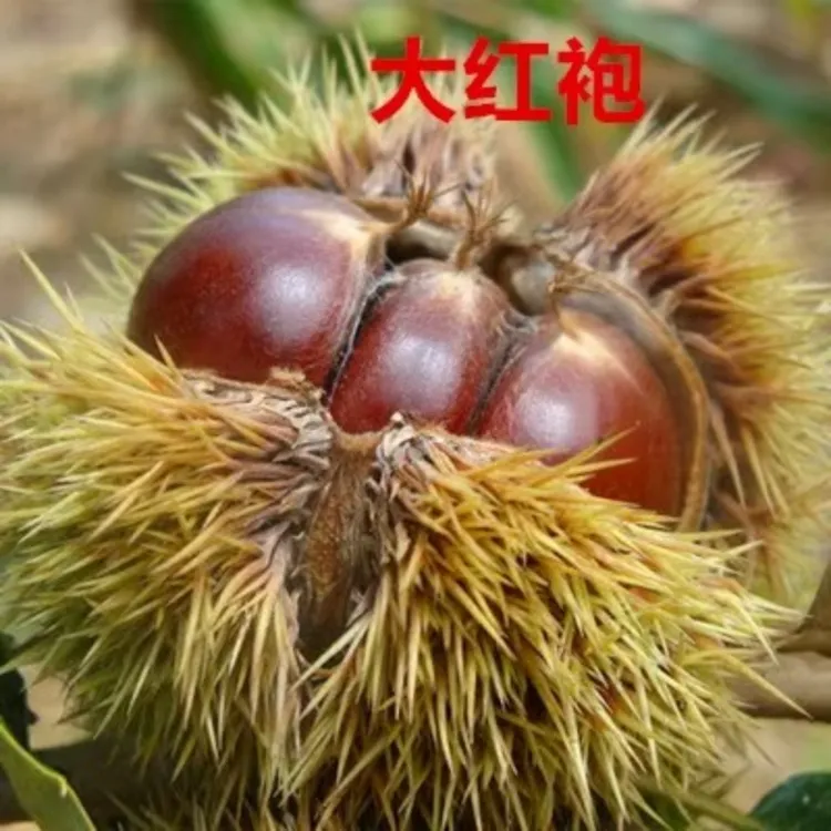 板栗苗南方北方都可以种植好养易活成活高油板栗特甜黄瓤板栗树苗