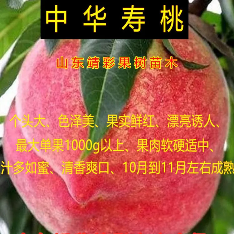 桃树苗 南北方种植 嫁接特大中华大寿桃黄桃水蜜桃大青桃冬桃树苗