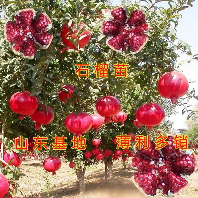 石榴苗 南北方种植 突尼斯软籽大石榴 蒙阳红石榴 盆栽地栽石榴树