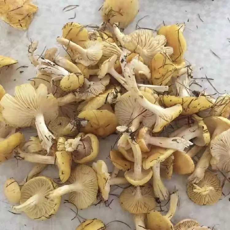 小黄蘑 东北自然晾晒野生小黄蘑 东北特产包邮