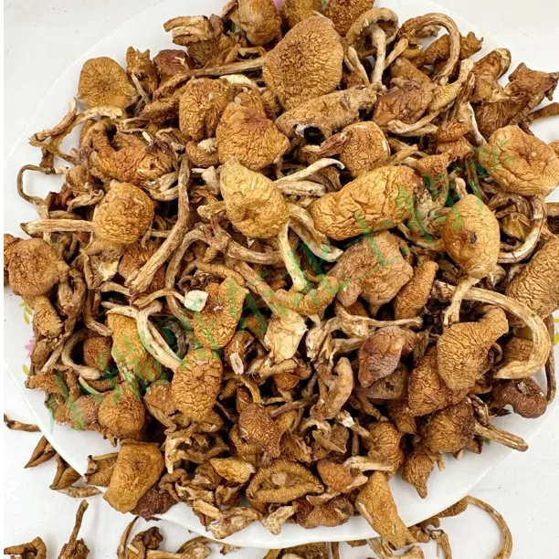 东北滑子菇 滑子蘑 无硫熏 无色素 新货干货250克/500克