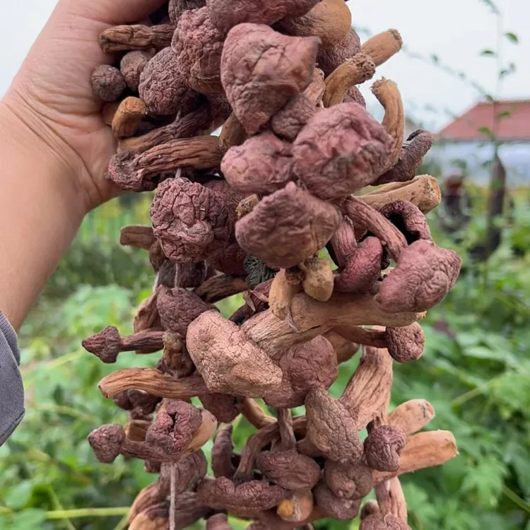 红蘑肉蘑红松伞红蘑 红蘑自然晾晒红蘑东北特产