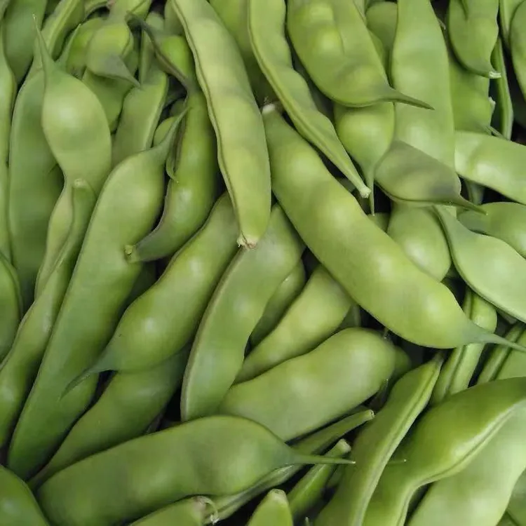 东北吉林梨树县优选应季九月青油豆角面豆角新鲜采摘