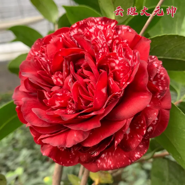 云斑大元帅山茶花树苗名贵花卉室内盆栽阳台花卉庭院绿植大红复色