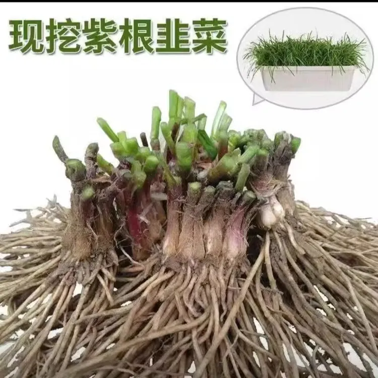 宽韭菜根紫根宽叶蔬菜四季大全庭院盆栽各种农家菜籽种苗多年生