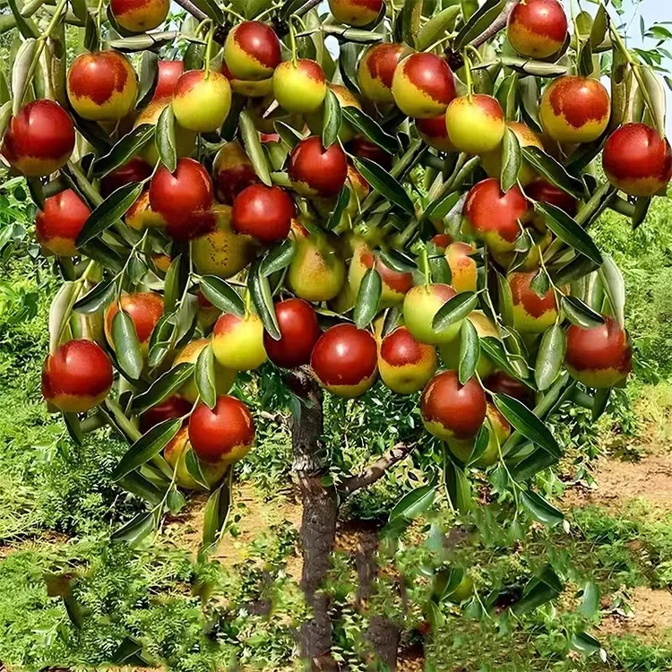 枣树活苗嫁接冬枣地栽果树当年结果北方南方大枣超甜特大